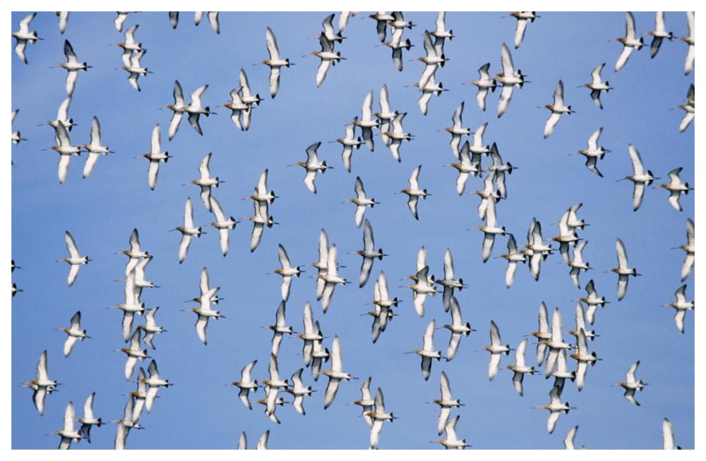 Black-tailed Godwit flock flying overhead, Europe-Paper Art-62"x42"