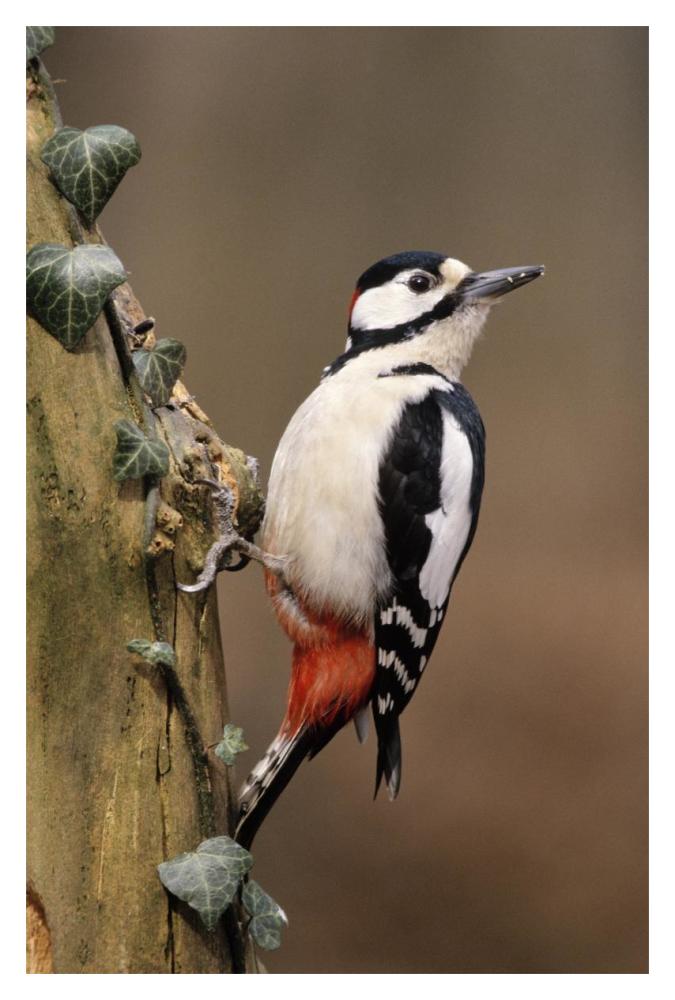 Great Spotted Woodpecker adult on tree trunk, Europe-Paper Art-14"x20"