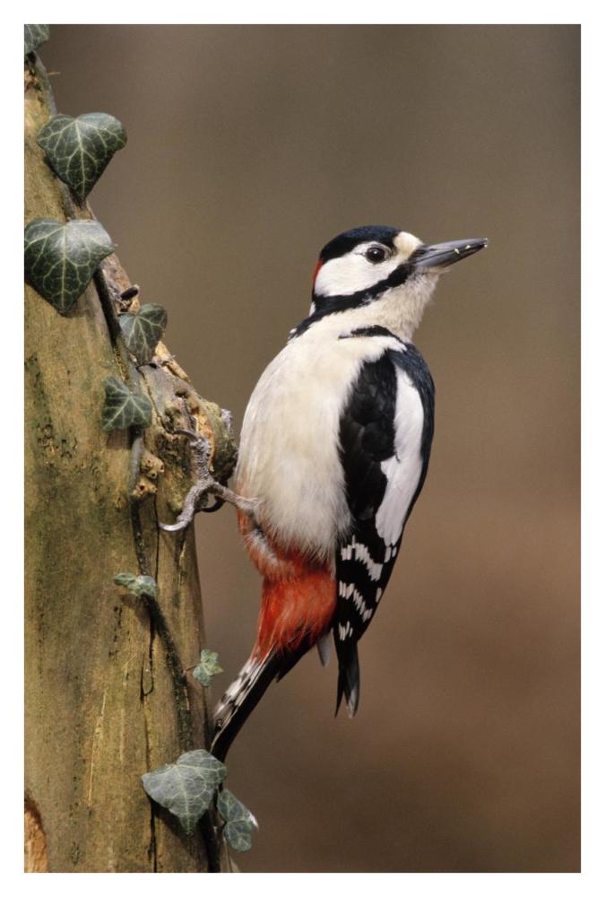 Great Spotted Woodpecker adult on tree trunk, Europe-Paper Art-26"x38"