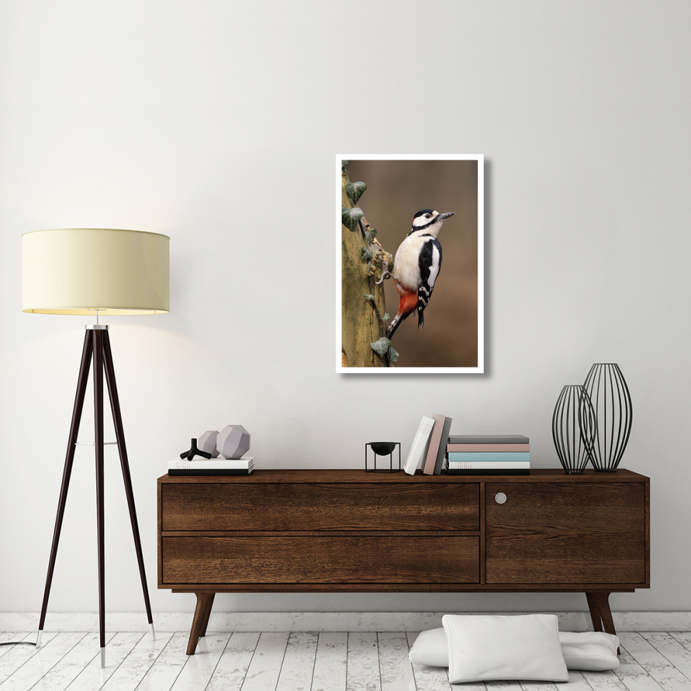 Great Spotted Woodpecker adult on tree trunk, Europe-Paper Art-26&quotx38"