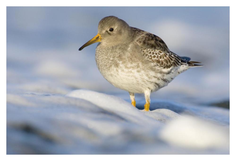 Purple Sandpiper standing in the foam of the surf, Den Helder, Netherlands-Paper Art-38"x26"