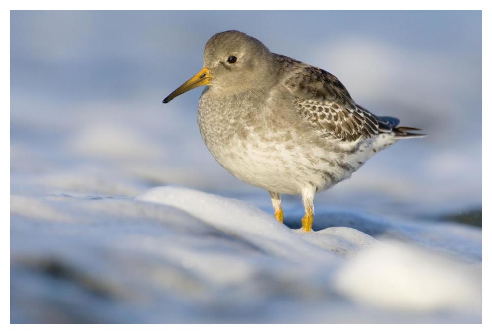 Purple Sandpiper standing in the foam of the surf, Den Helder, Netherlands-Paper Art-50"x34"