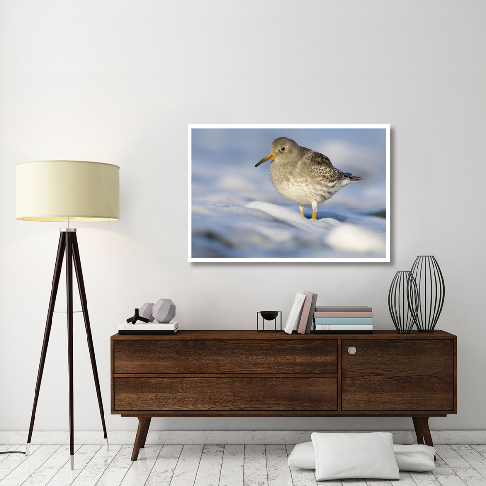Purple Sandpiper standing in the foam of the surf, Den Helder, Netherlands-Paper Art-50&quotx34"