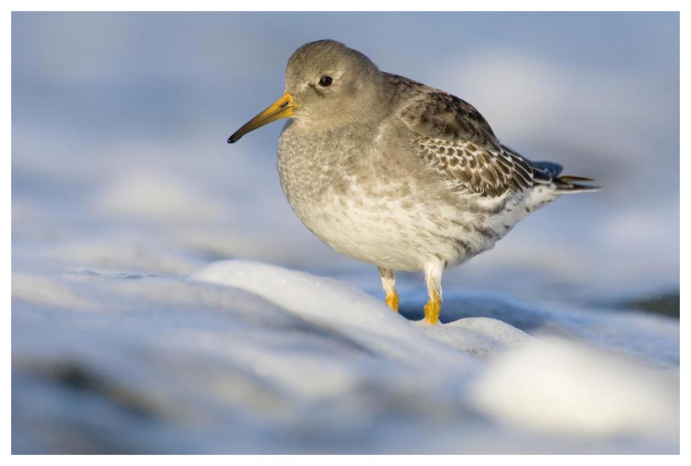 Purple Sandpiper standing in the foam of the surf, Den Helder, Netherlands-Paper Art-62"x42"