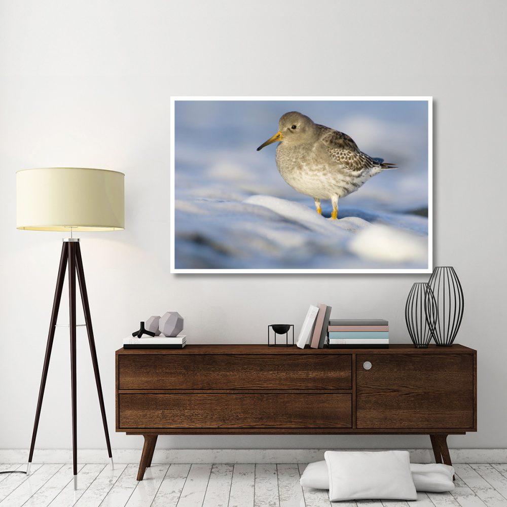 Purple Sandpiper standing in the foam of the surf, Den Helder, Netherlands-Paper Art-62&quotx42"
