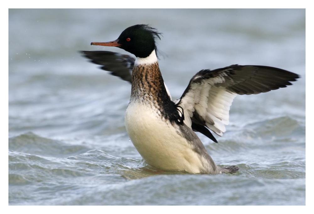 Red-breasted Merganser drake stretching wings, Den Oever, Noord-Holland, Netherlands-Paper Art-38"x26"