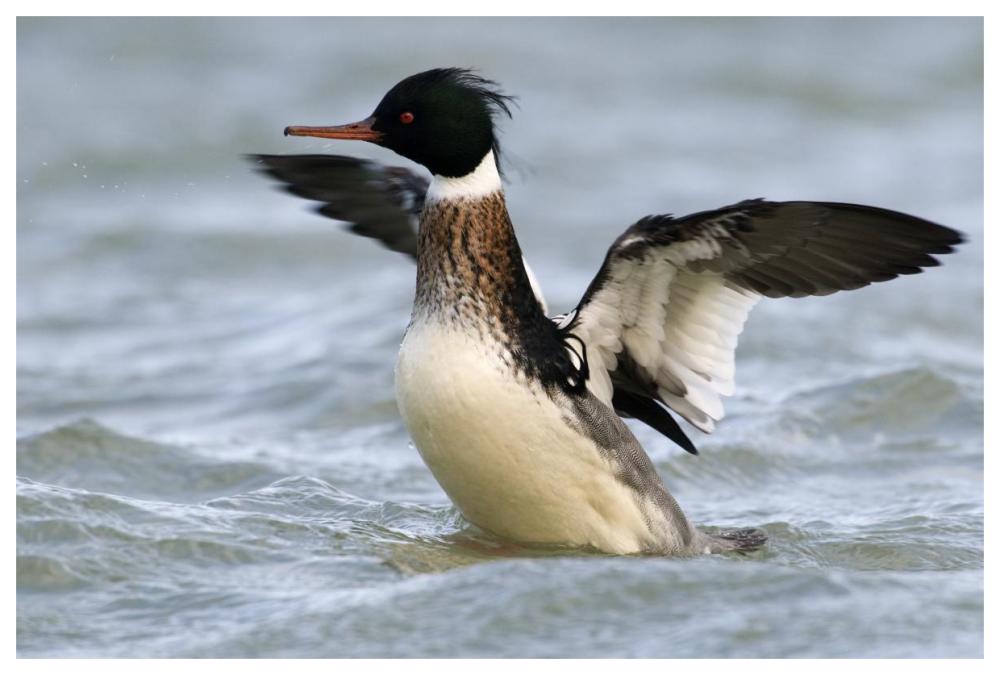 Red-breasted Merganser drake stretching wings, Den Oever, Noord-Holland, Netherlands-Paper Art-62"x42"