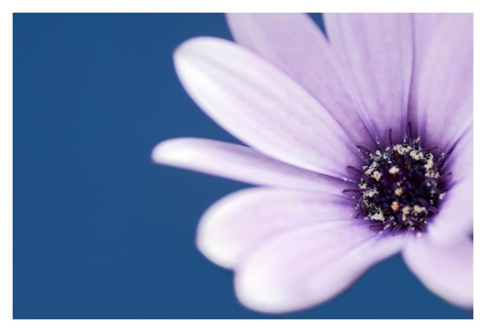 Cape Marguerite Daisy-Paper Art-20"x14"