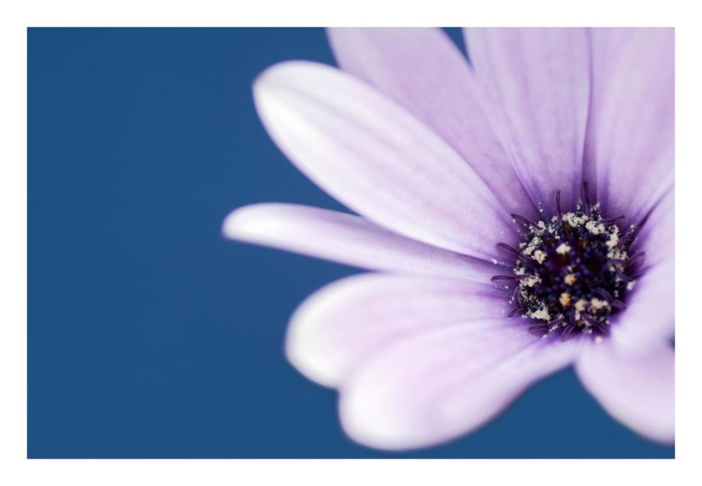 Cape Marguerite Daisy-Paper Art-26"x18"