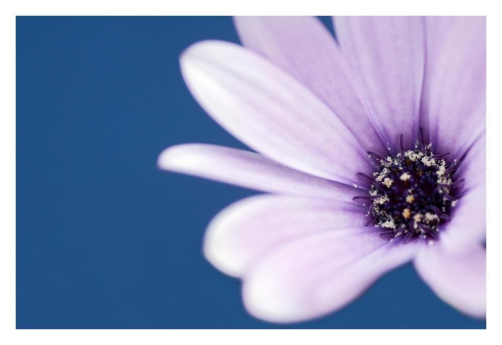 Cape Marguerite Daisy-Paper Art-32"x22"
