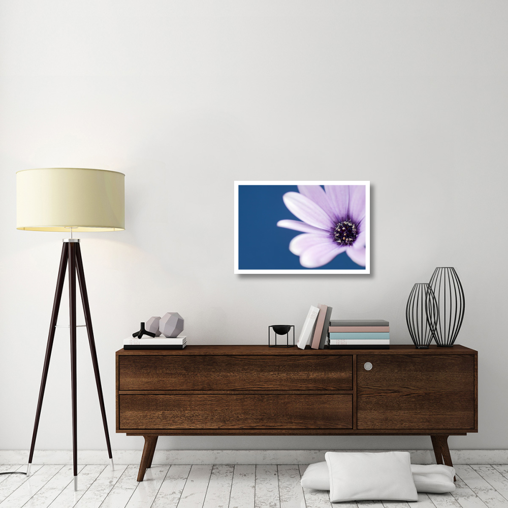Cape Marguerite Daisy-Paper Art-32&quotx22"