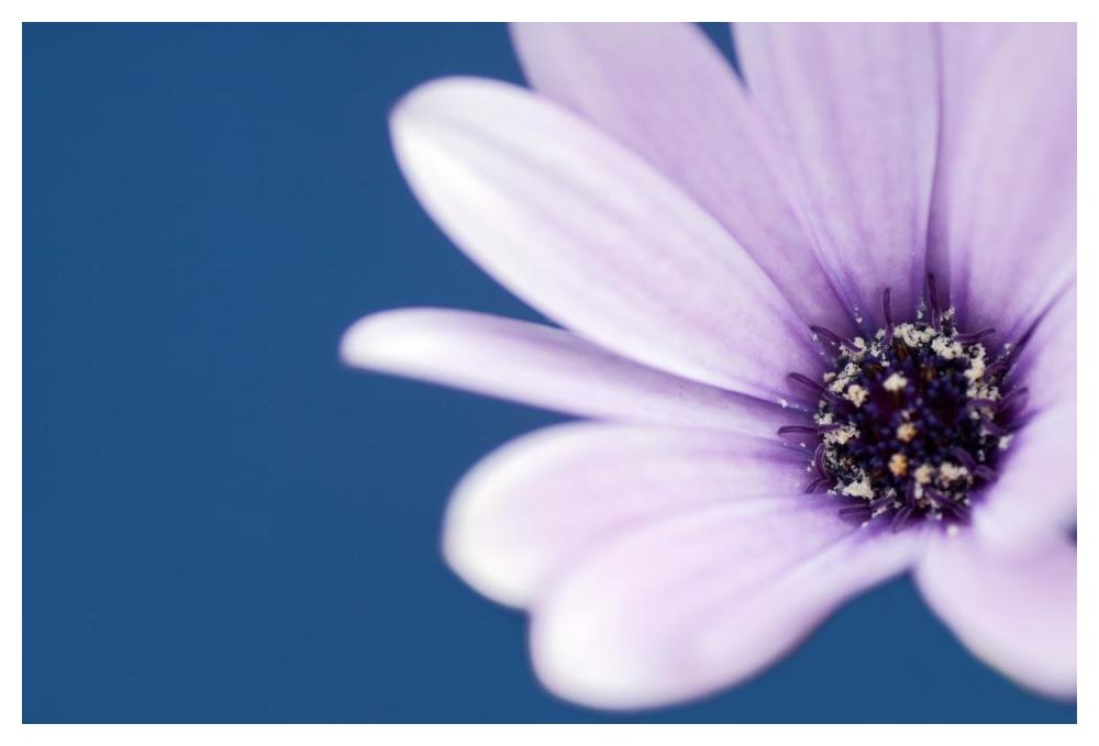 Cape Marguerite Daisy-Paper Art-50"x34"
