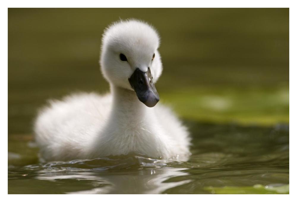 Mute Swan chick on the water-Paper Art-20"x14"