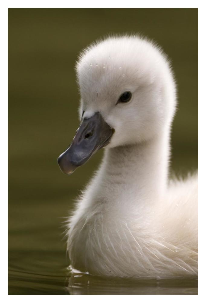 Portrait of a Mute Swan chick on the water-Paper Art-14"x20"