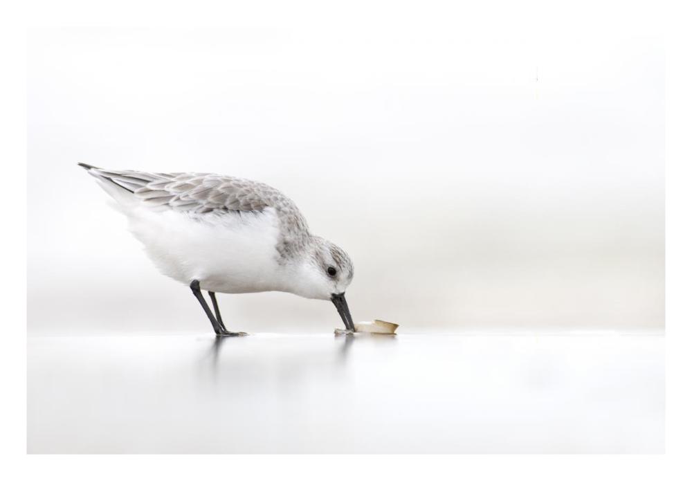 Sanderling foraging on the beach, IJmuiden, Netherlands-Paper Art-26"x18"
