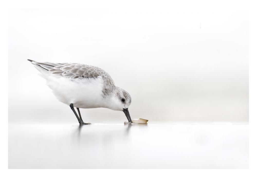 Sanderling foraging on the beach, IJmuiden, Netherlands-Paper Art-32"x22"