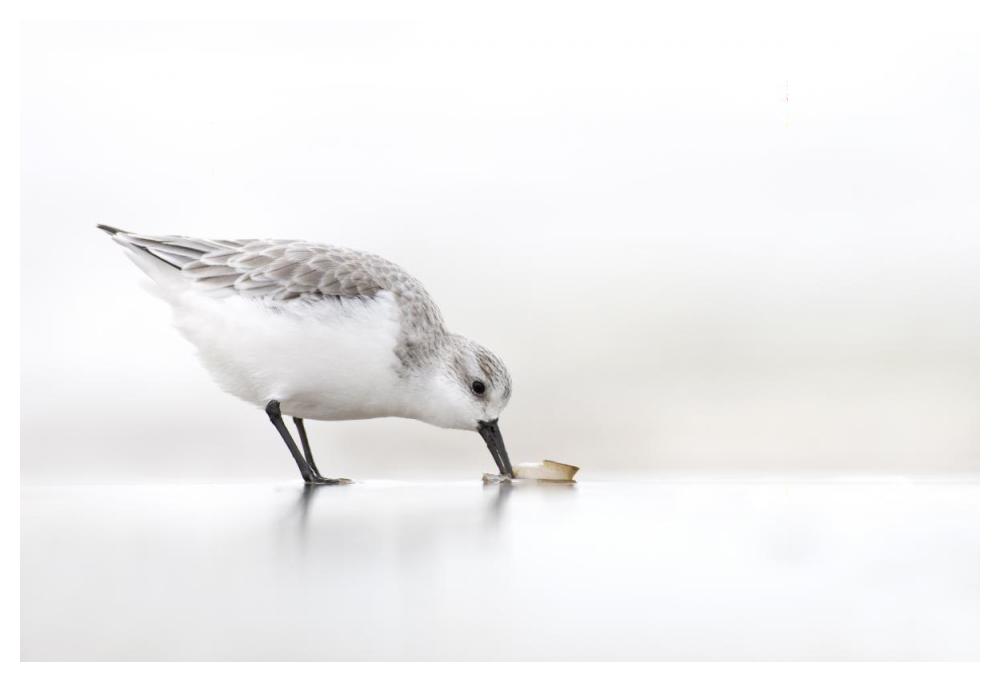 Sanderling foraging on the beach, IJmuiden, Netherlands-Paper Art-50"x34"