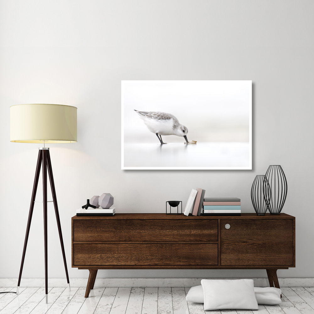 Sanderling foraging on the beach, IJmuiden, Netherlands-Paper Art-50&quotx34"