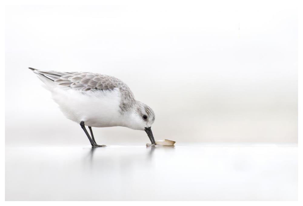 Sanderling foraging on the beach, IJmuiden, Netherlands-Paper Art-62"x42"