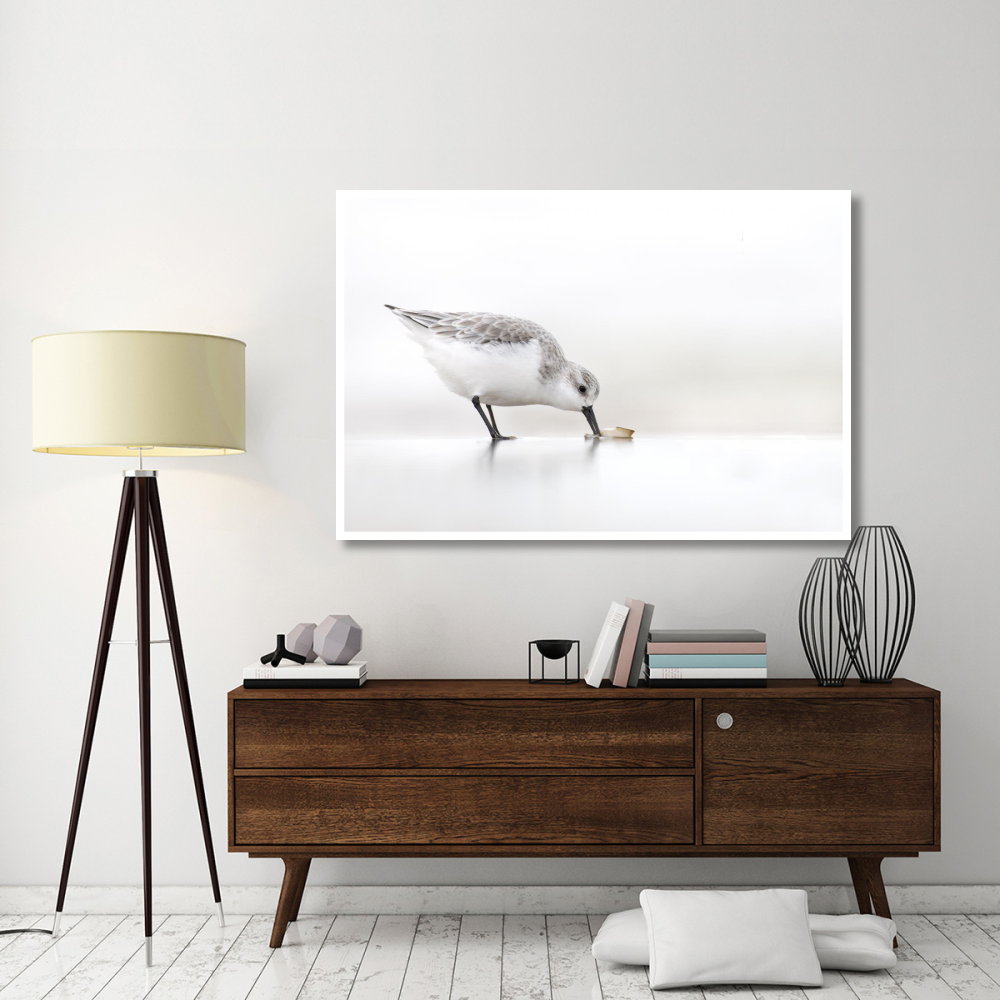 Sanderling foraging on the beach, IJmuiden, Netherlands-Paper Art-62&quotx42"