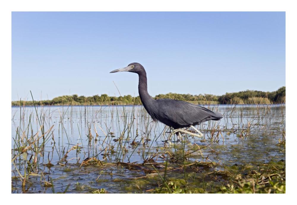Little Blue Heron wading, Everglades National Park, Florida-Paper Art-26"x18"