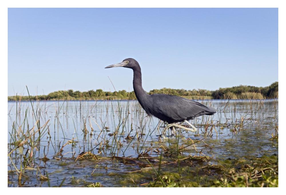 Little Blue Heron wading, Everglades National Park, Florida-Paper Art-38"x26"