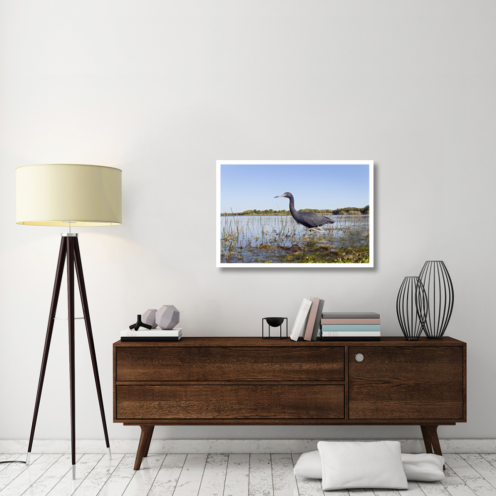 Little Blue Heron wading, Everglades National Park, Florida-Paper Art-38&quotx26"