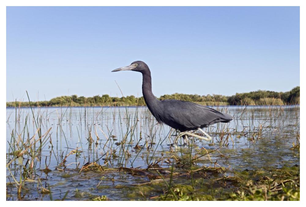 Little Blue Heron wading, Everglades National Park, Florida-Paper Art-50"x34"