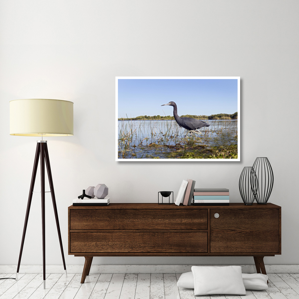 Little Blue Heron wading, Everglades National Park, Florida-Paper Art-50&quotx34"