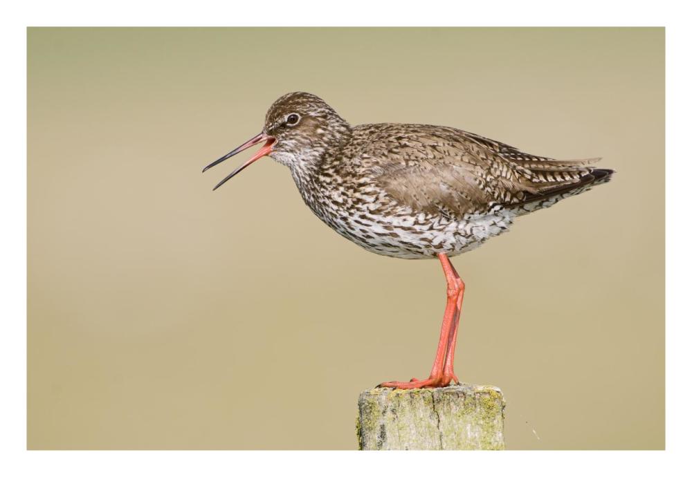 Common Redshank calling, Bantpolder, Lauwersmeer, Friesland, Netherlands-Paper Art-26"x18"