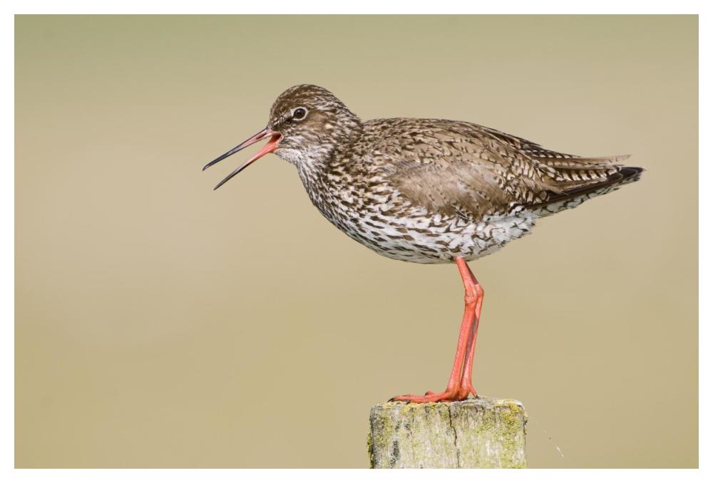 Common Redshank calling, Bantpolder, Lauwersmeer, Friesland, Netherlands-Paper Art-50"x34"