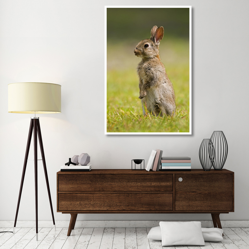 European Rabbit juvenile standing upright, Veenklooster, Friesland, Netherlands-Paper Art-42&quotx62"
