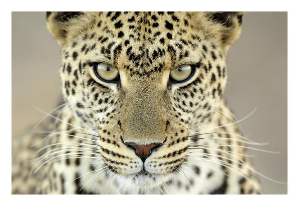 Leopard female, Serengeti National Park, Tanzania-Paper Art-26"x18"