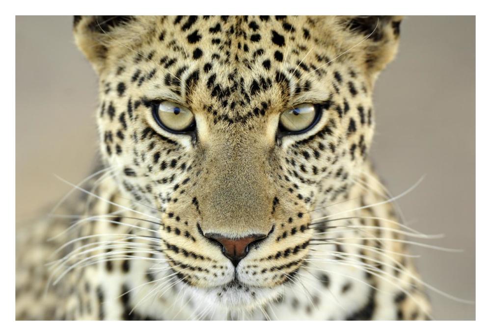 Leopard female, Serengeti National Park, Tanzania-Paper Art-32"x22"
