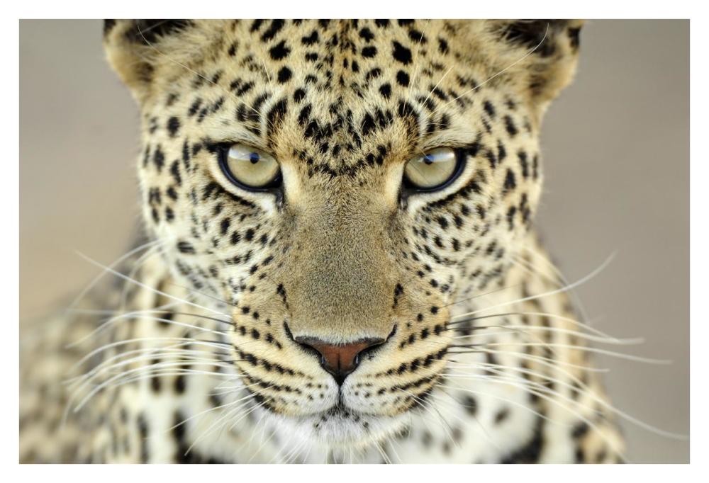 Leopard female, Serengeti National Park, Tanzania-Paper Art-38"x26"