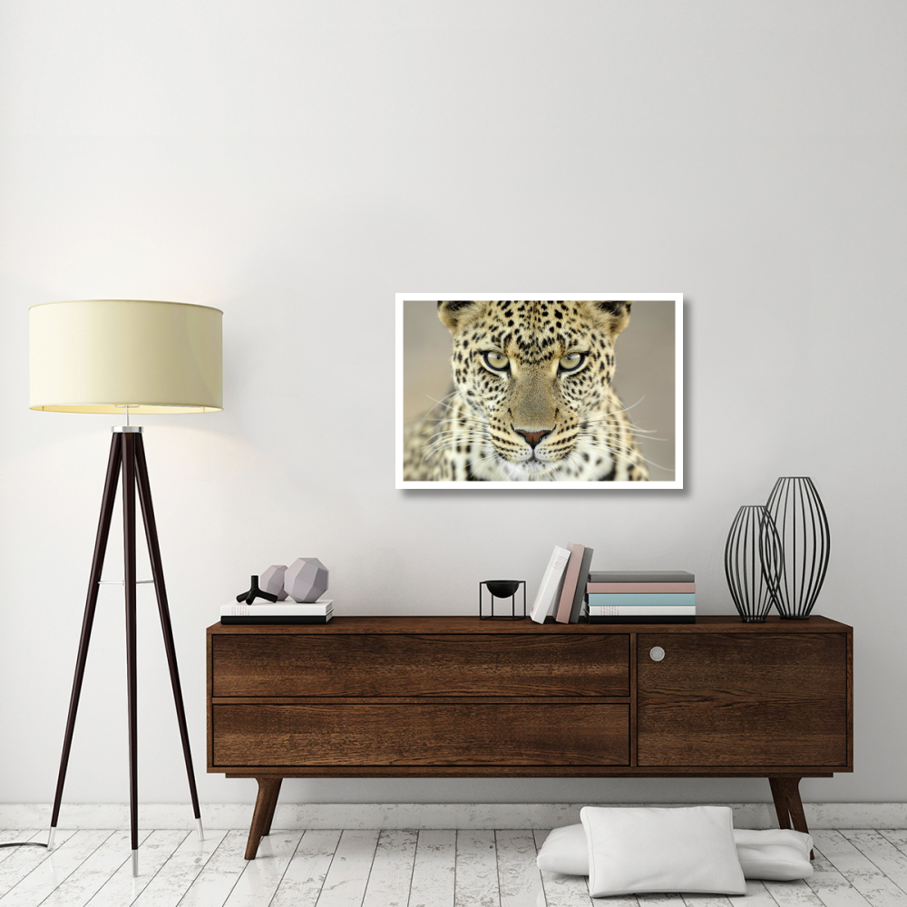 Leopard female, Serengeti National Park, Tanzania-Paper Art-38&quotx26"