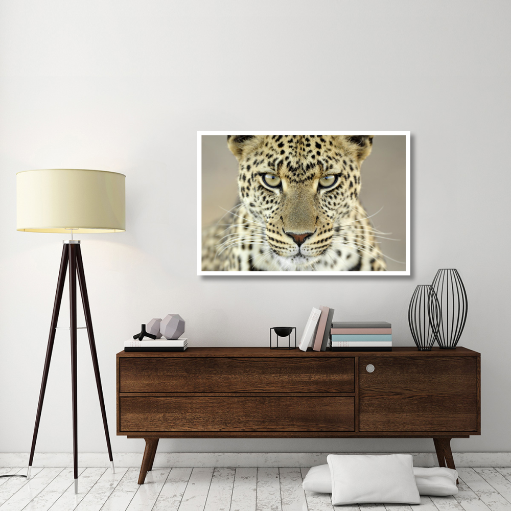 Leopard female, Serengeti National Park, Tanzania-Paper Art-50&quotx34"