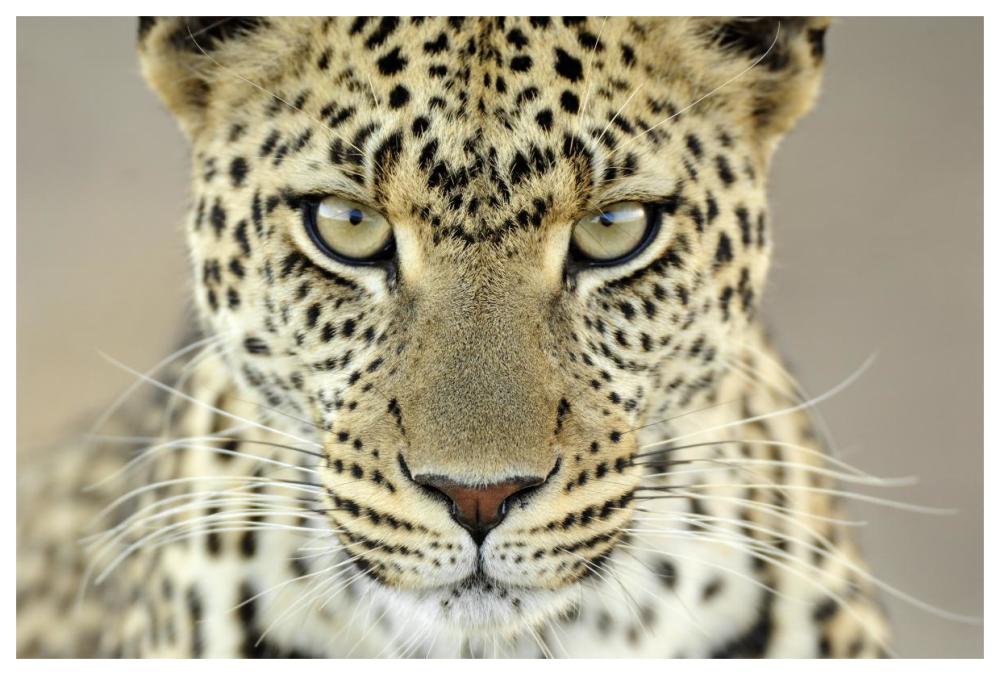Leopard female, Serengeti National Park, Tanzania-Paper Art-62"x42"