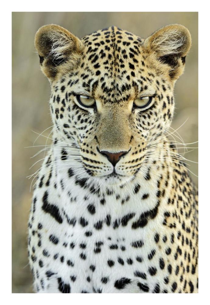 Leopard female, Serengeti National Park, Tanzania-Paper Art-18"x26"