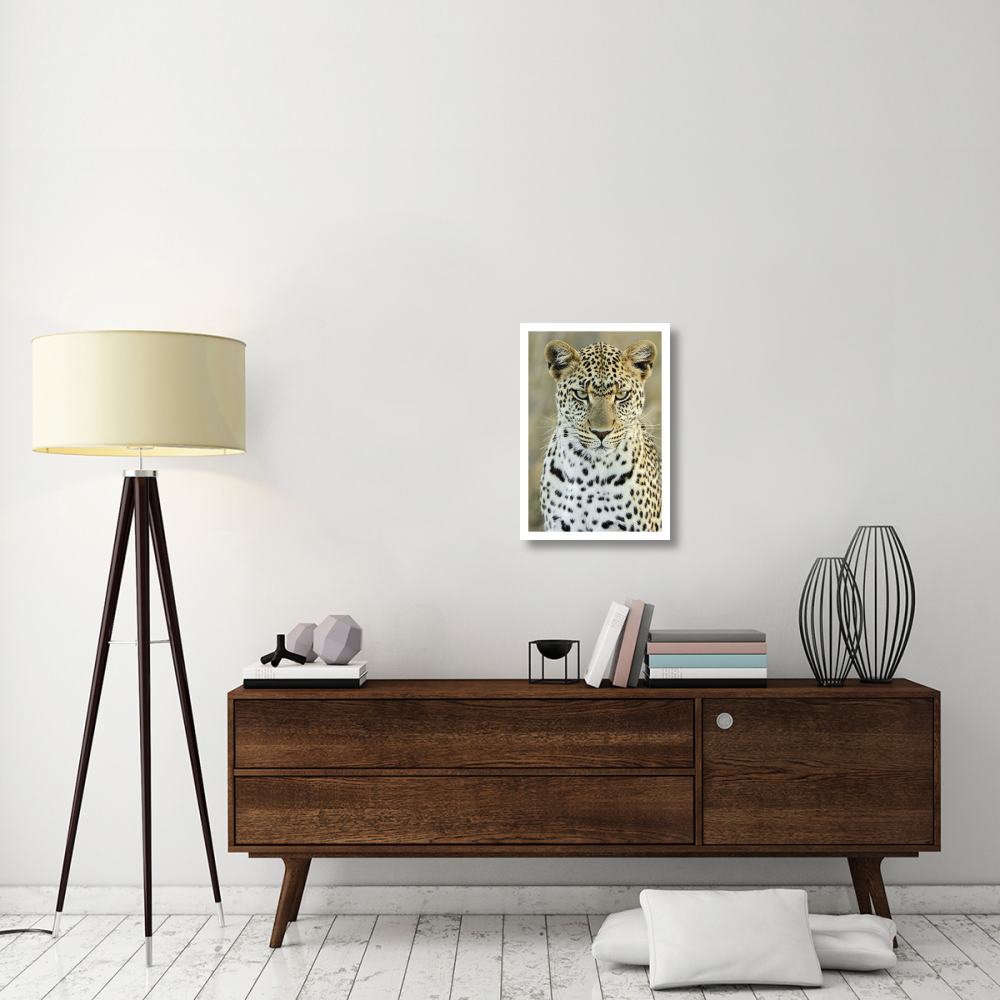 Leopard female, Serengeti National Park, Tanzania-Paper Art-18&quotx26"