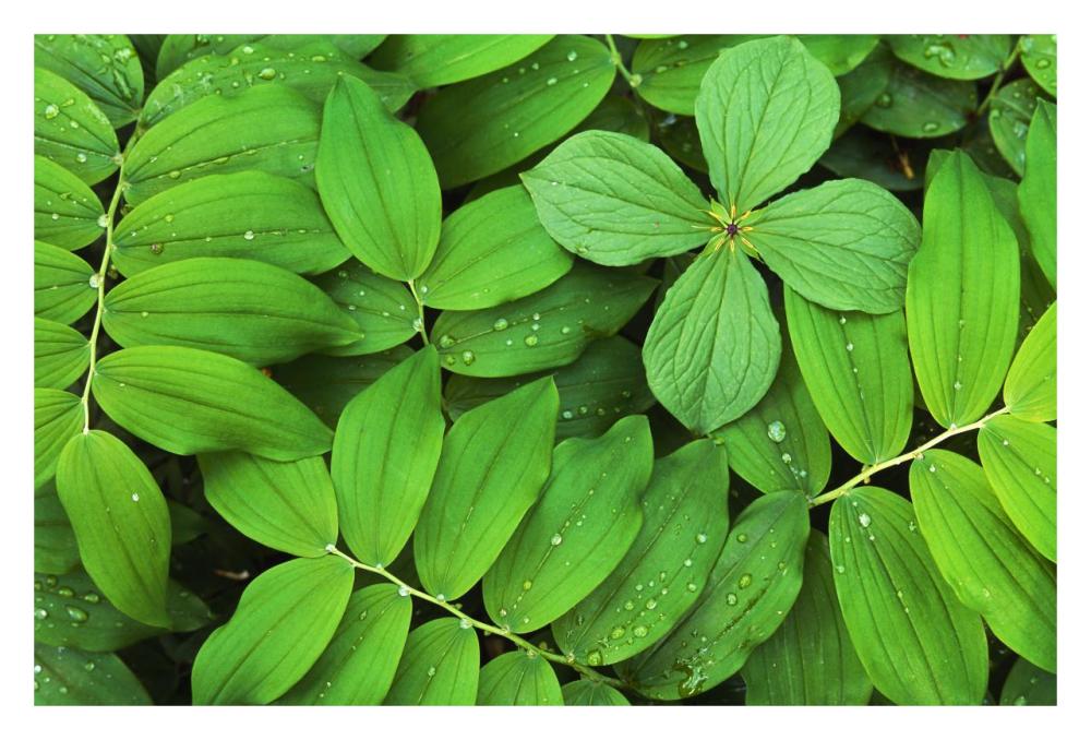 Eurasian Solomon's Seal detail of leaves, medicinal plant, Europe-Paper Art-32"x22"