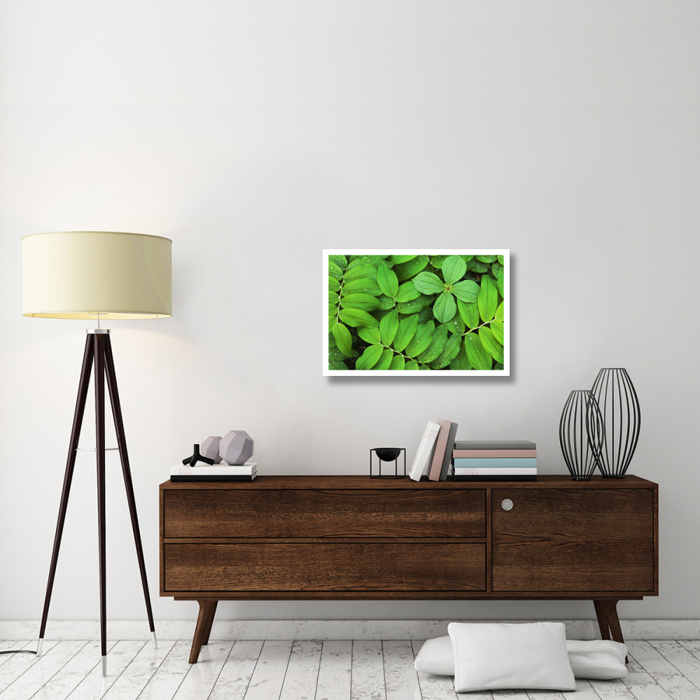 Eurasian Solomon's Seal detail of leaves, medicinal plant, Europe-Paper Art-32&quotx22"