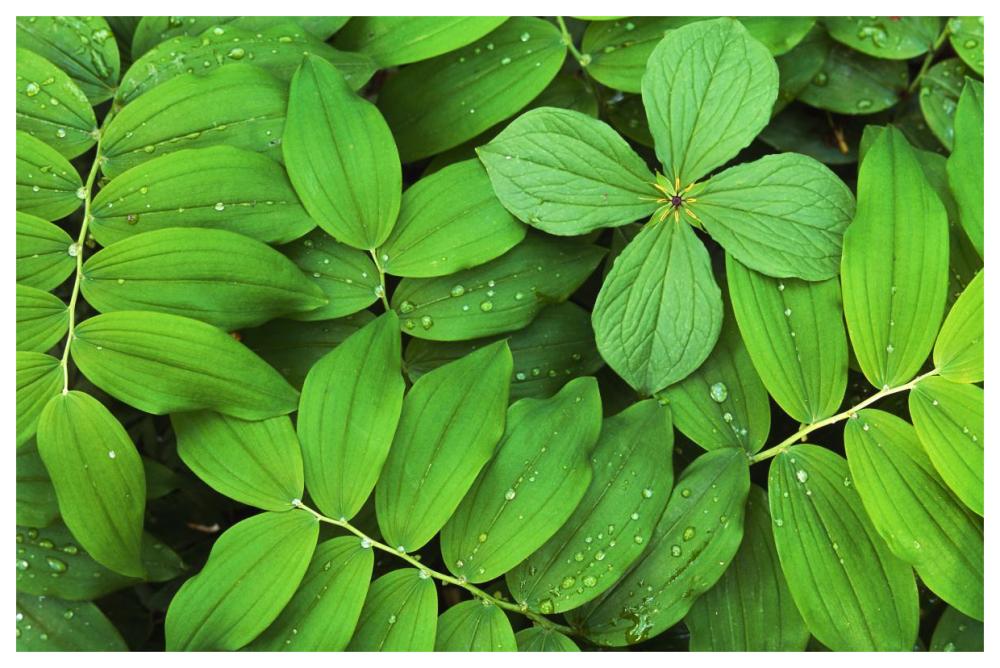 Eurasian Solomon's Seal detail of leaves, medicinal plant, Europe-Paper Art-62"x42"