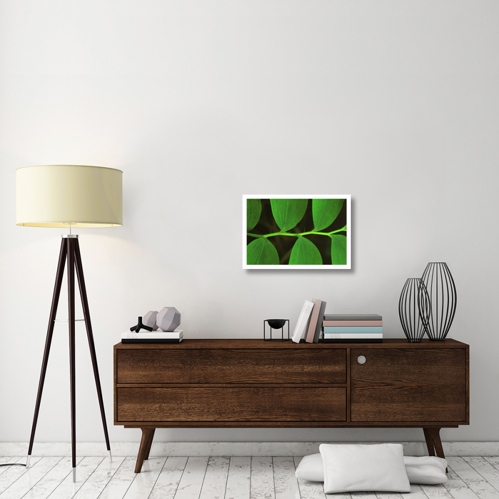 Eurasian Solomon's Seal detail of leaves, medicinal plant, Europe-Paper Art-26&quotx18"