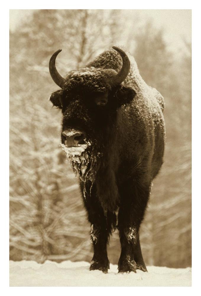 European Bison or Wisent in snow, Europe-Paper Art-22"x32"