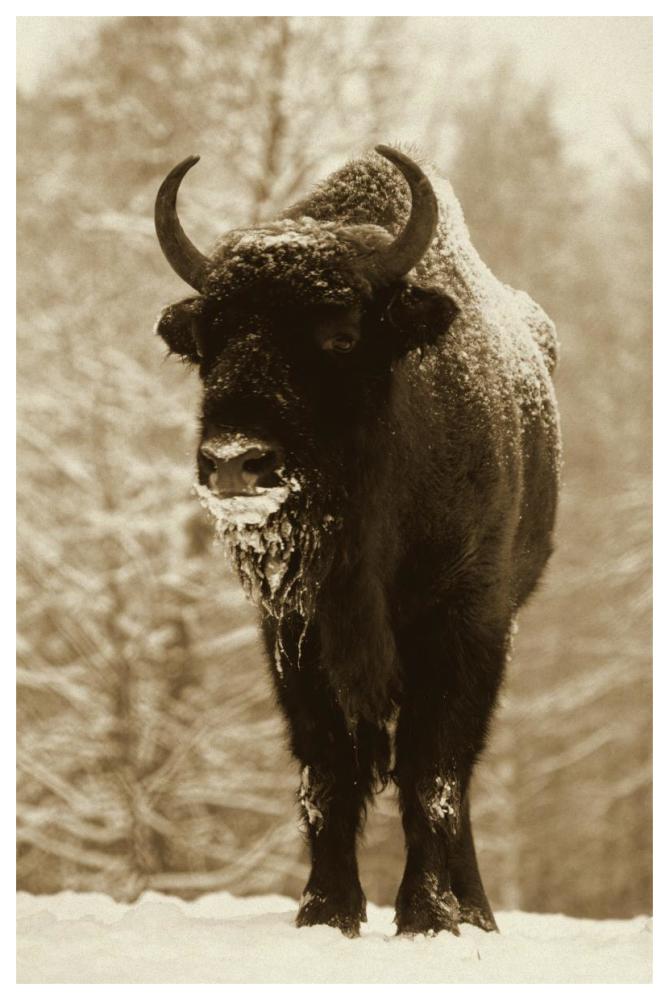 European Bison or Wisent in snow, Europe-Paper Art-42"x62"