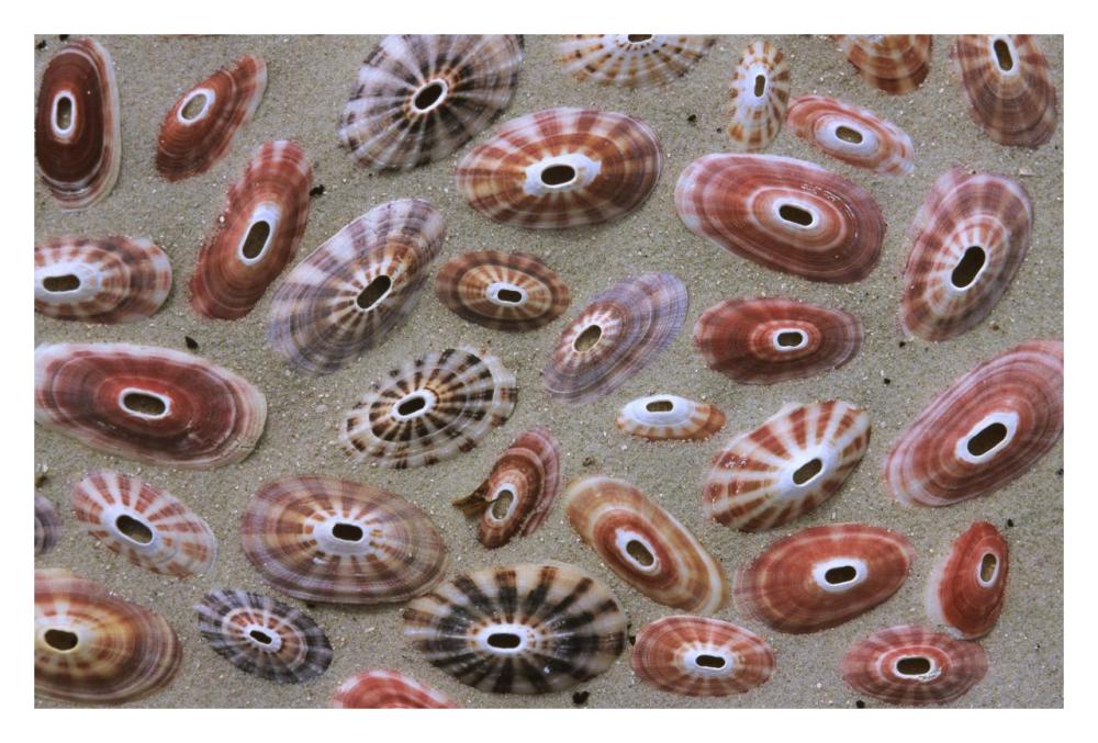 Keyhole Limpet shells on the beach, Europe-Paper Art-32"x22"