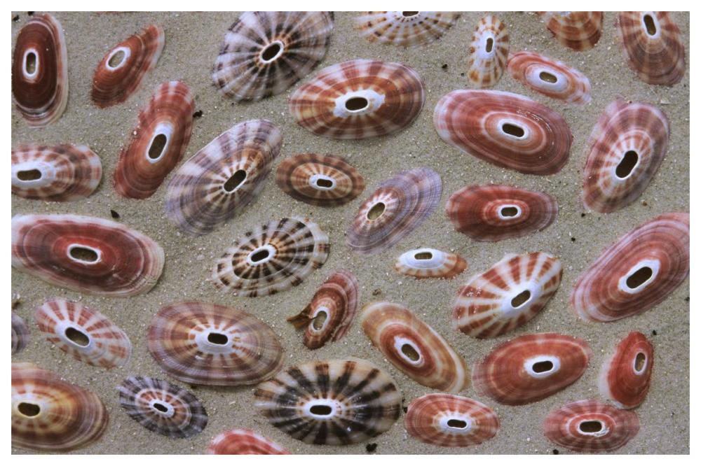 Keyhole Limpet shells on the beach, Europe-Paper Art-62"x42"