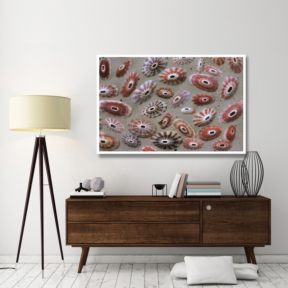 Keyhole Limpet shells on the beach, Europe-Paper Art-62&quotx42"