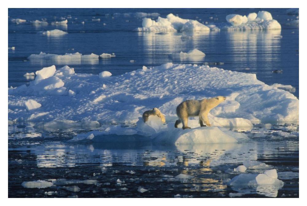 Polar Bear adult and cub on ice, Spitsbergen-Paper Art-20"x14"